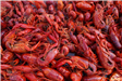 crawfish