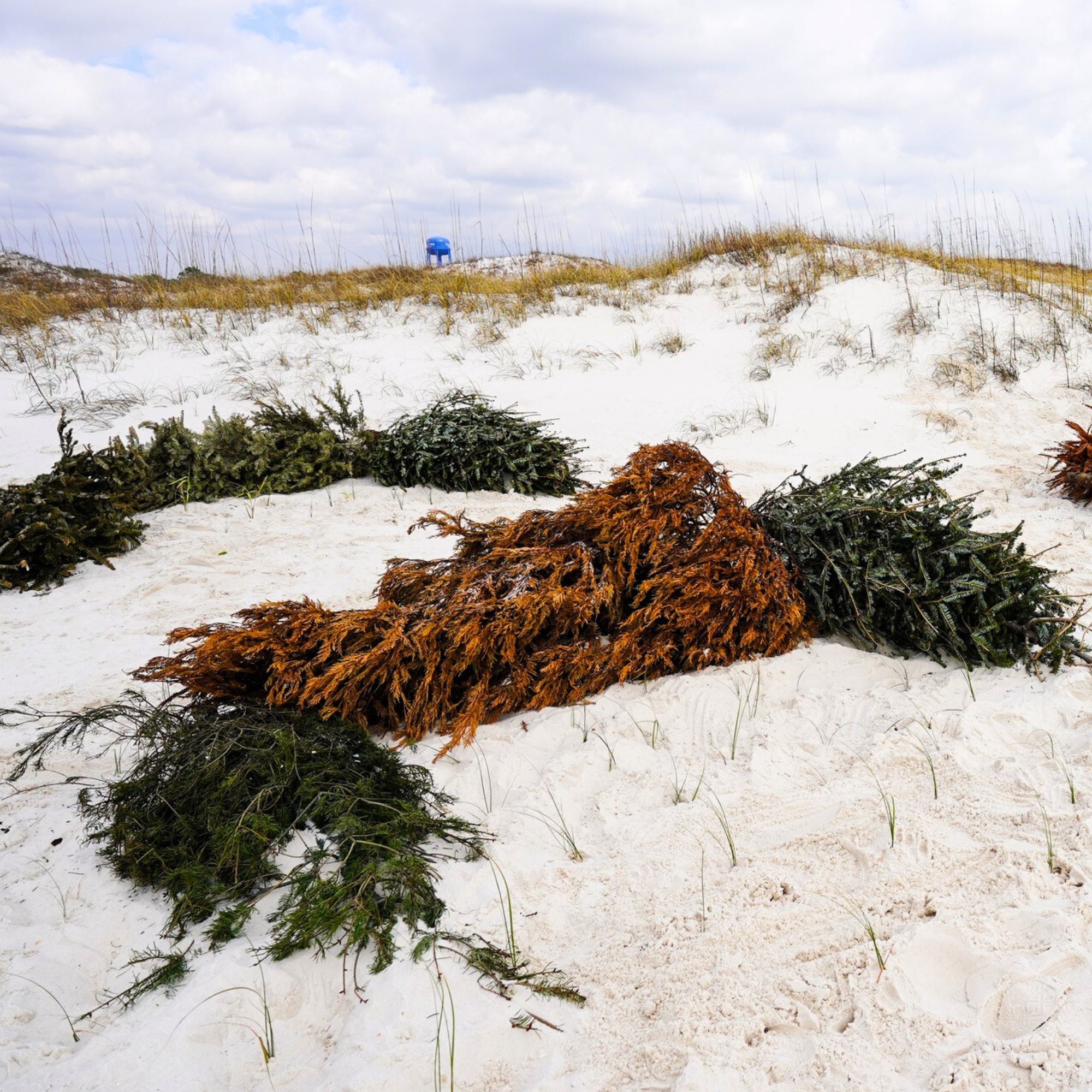 Live Christmas Trees