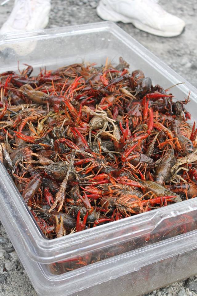 crawfish bucket