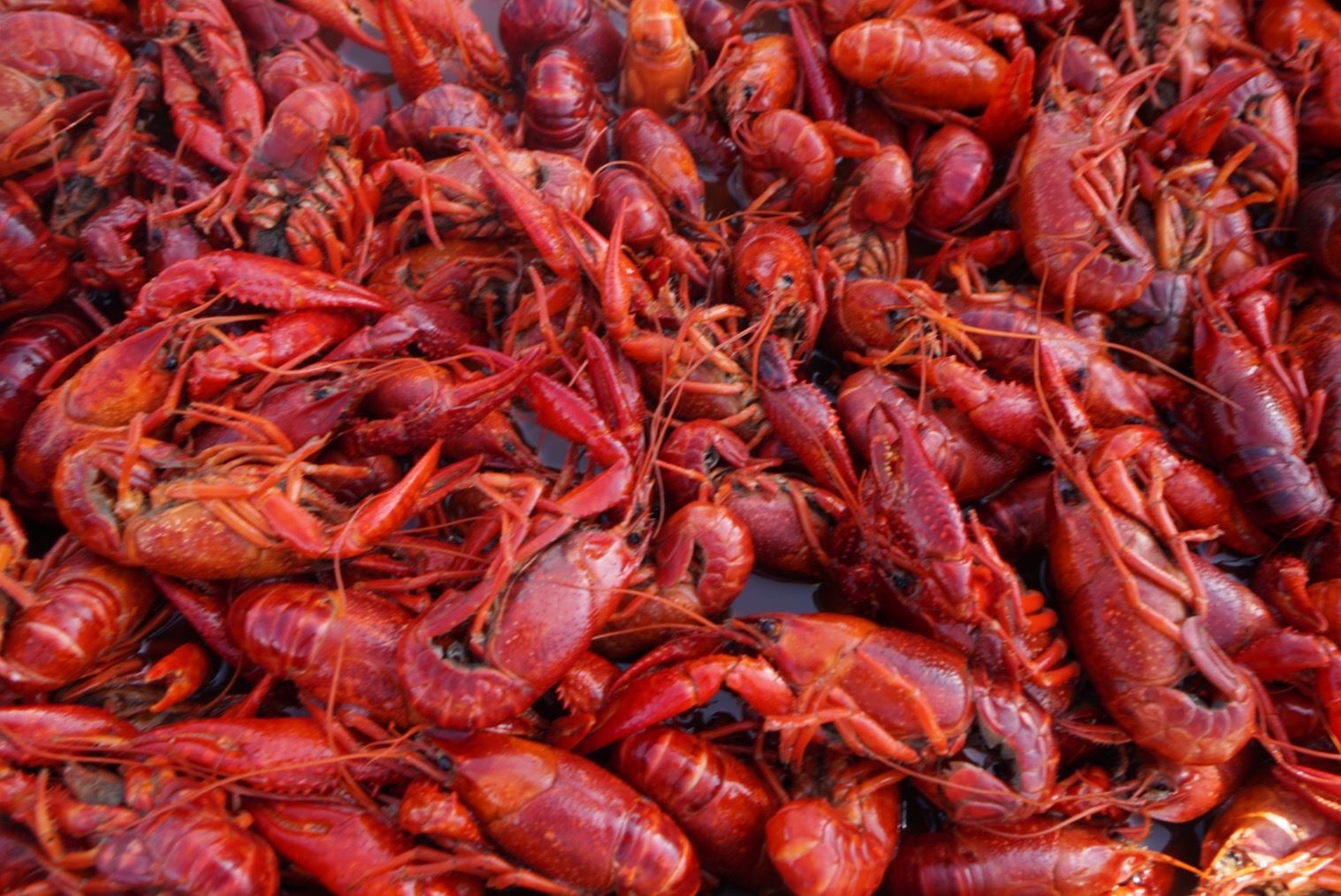 crawfish