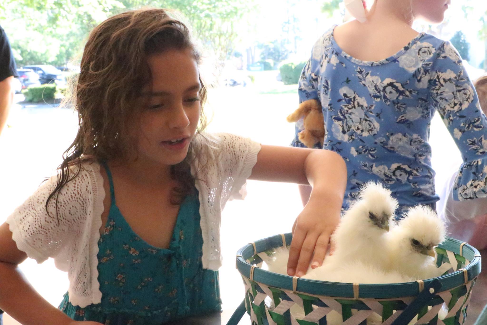 child petting baby chickens